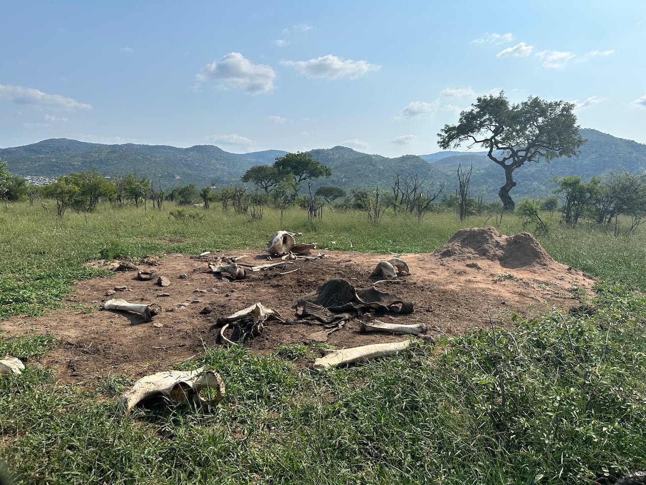 a picture shows a large bare patch of ground covered in elephant bones